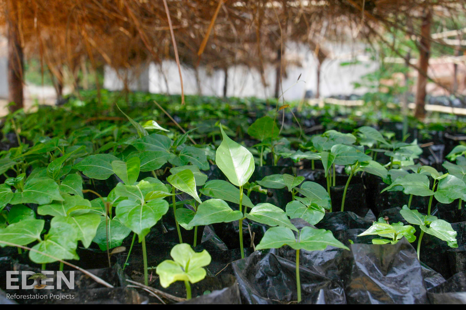 SEIS soutient les projets EDEN