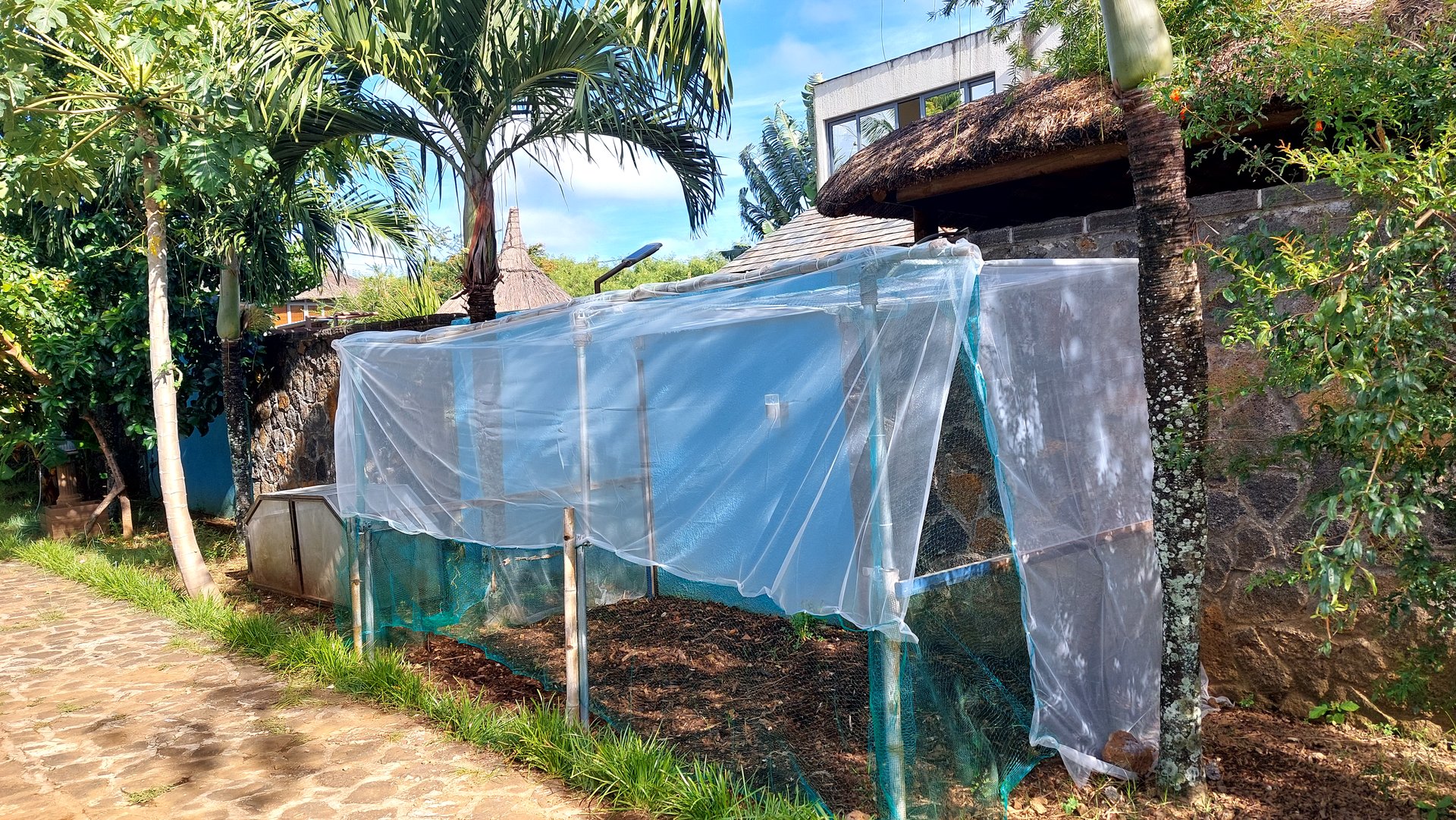 The school vegetable garden under its protective net