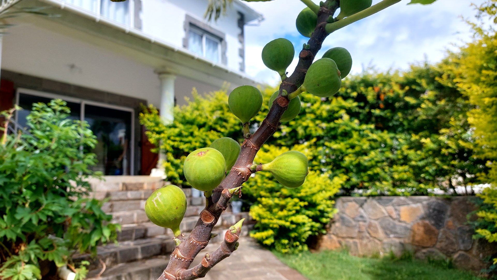 Figs growing in the school garden